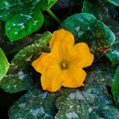 Cucurbita Maxima 'Jack O'Lantern'