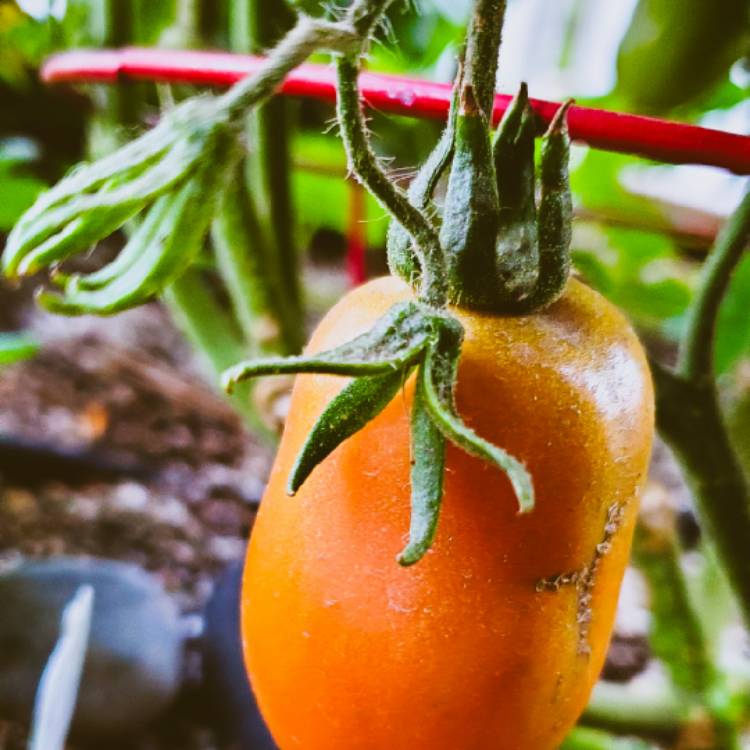 Plant image Solanum lycopersicum 'Roma'