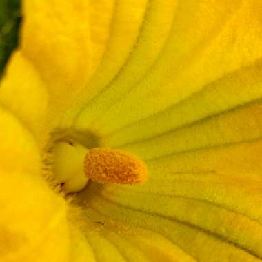 Cucurbita Maxima 'Jack O'Lantern'