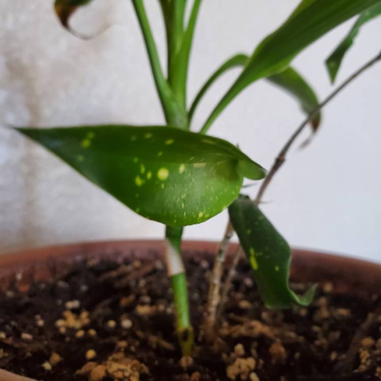 Plant image Dracaena surculosa