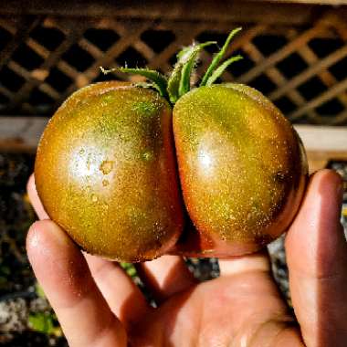 Solanum lycopersicum  syn. Lycopersicon lycopersicum