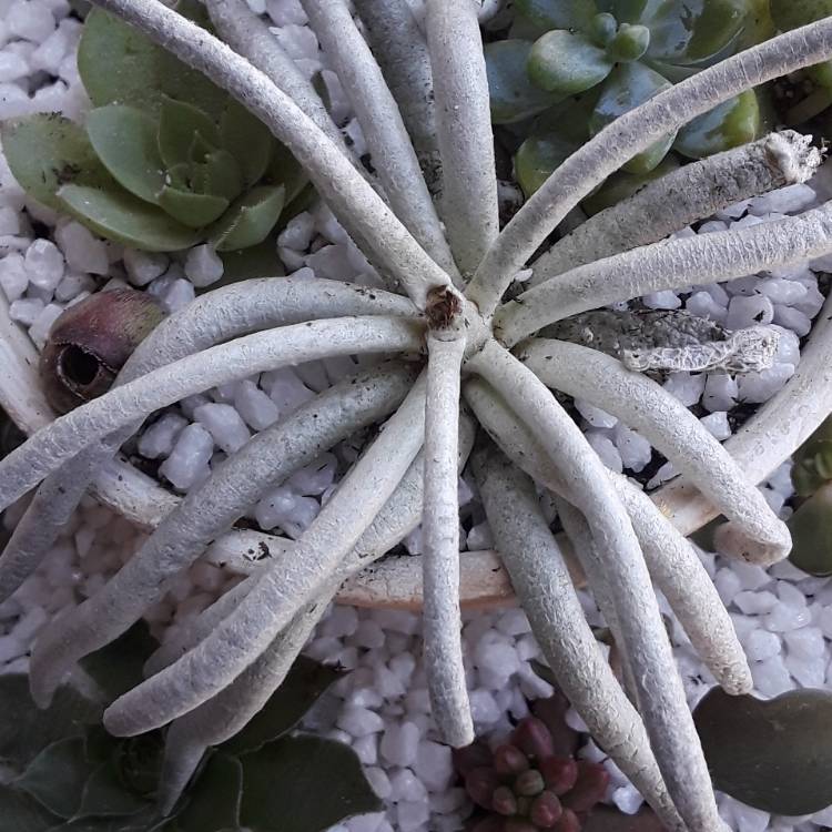 Plant image Senecio Scaposus