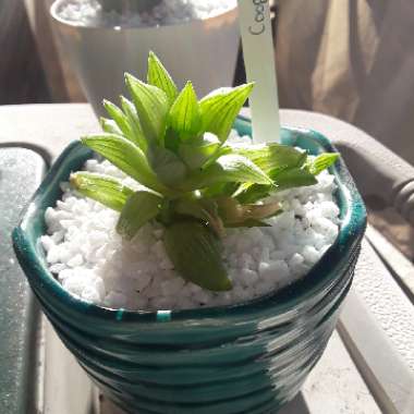 Haworthia retusa 'White Ghost'