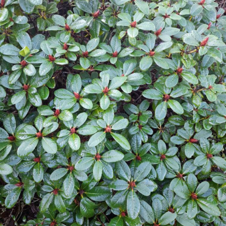 Plant image Rhododendron ferrugineum