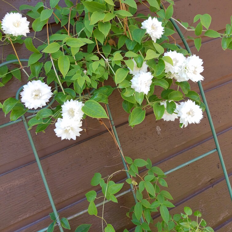 Plant image Clematis 'Duchess of Edinburgh'