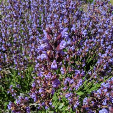 Balkan Clary Sage 'Caradonna'