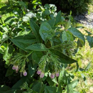 Comfrey