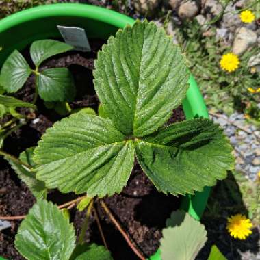 Strawberry 'Rainier'