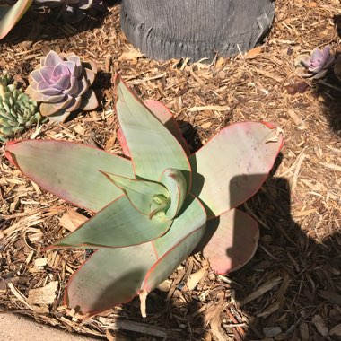 Aloe Striata