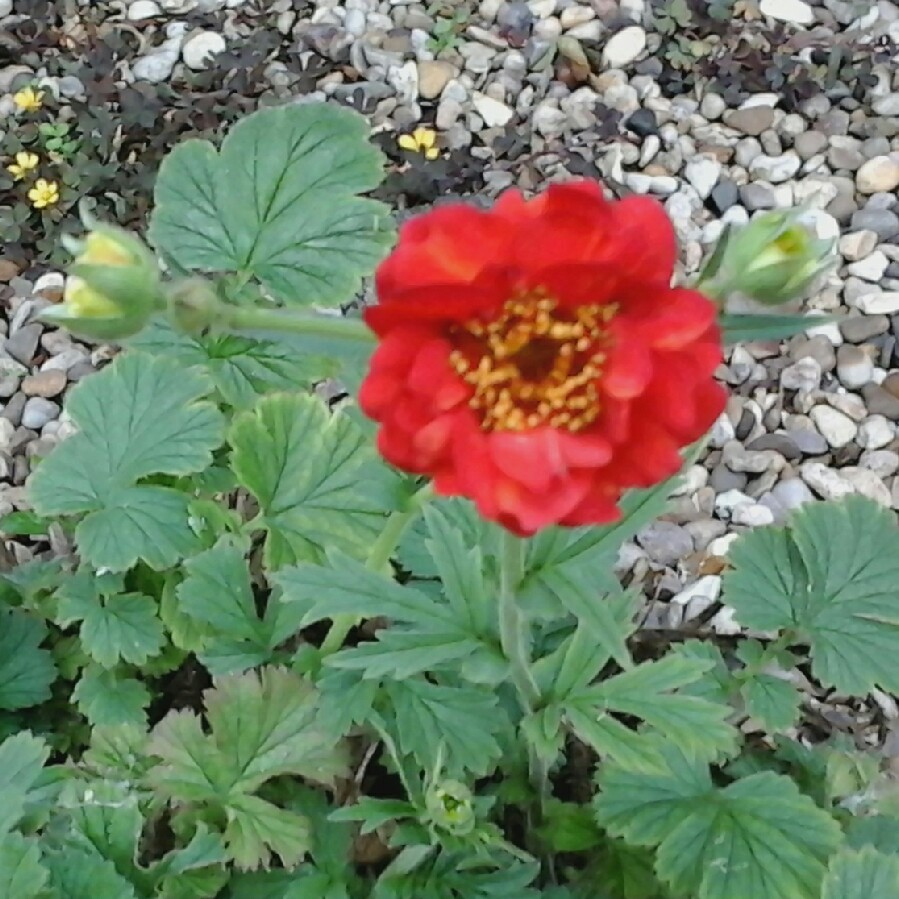 Plant image Geum coccineum 'Koi'