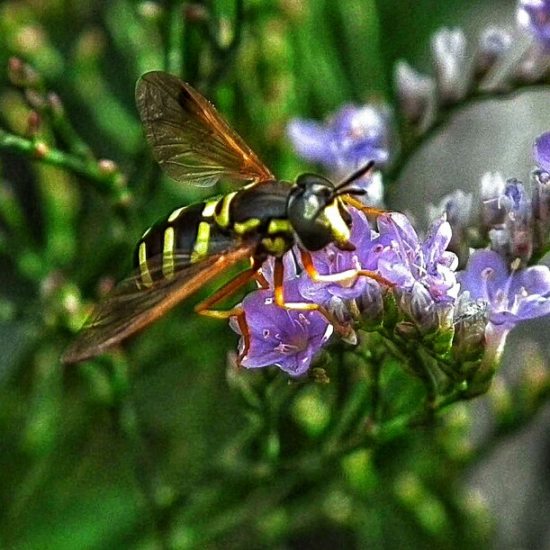 Plant image Limonium platyphyllum syn Limonium Latifolium