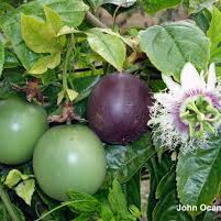 Purple Passion Fruit