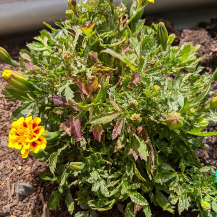 Plant image Tagetes patula 'French Bee'