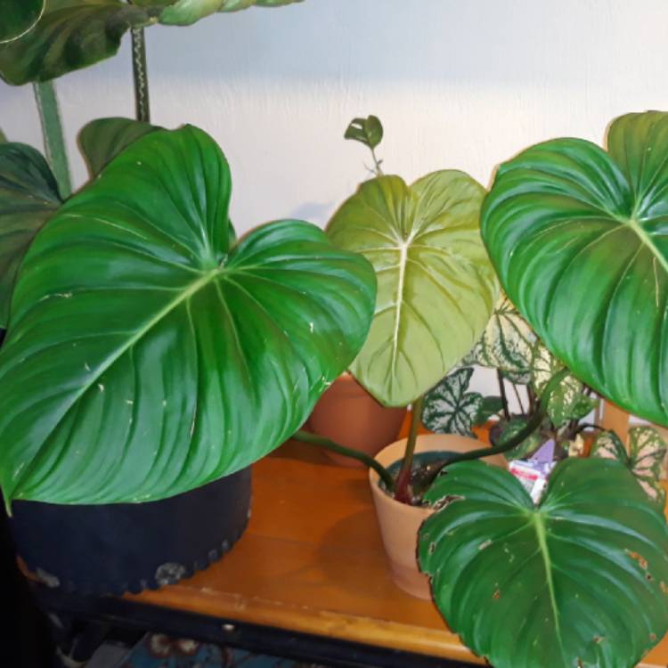 Plant image Philodendron pastazanum