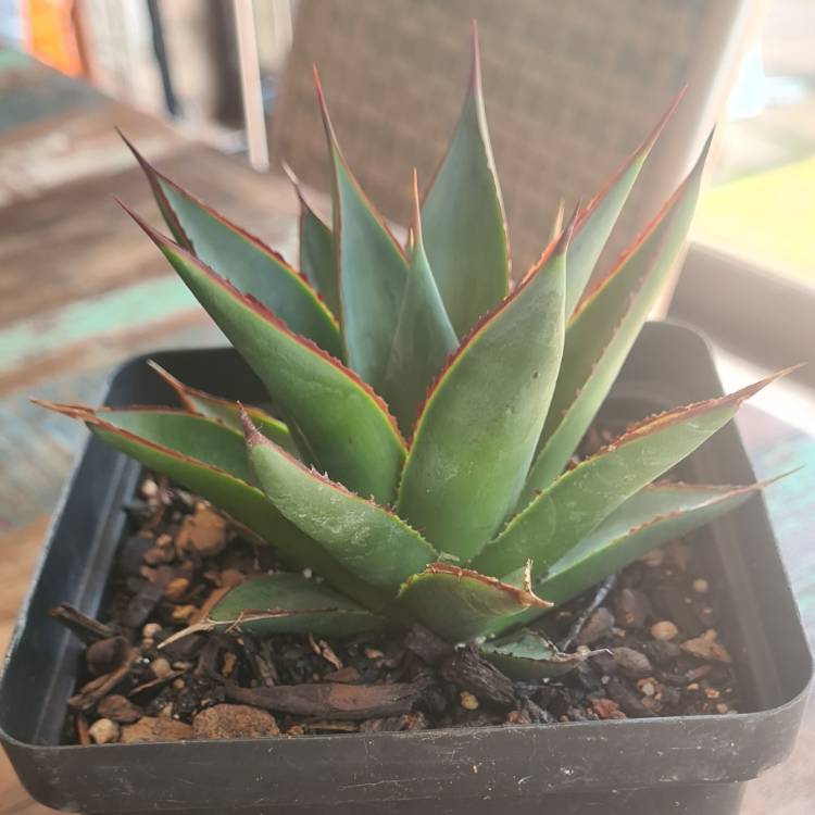 Plant image Agave 'Blue Glow'