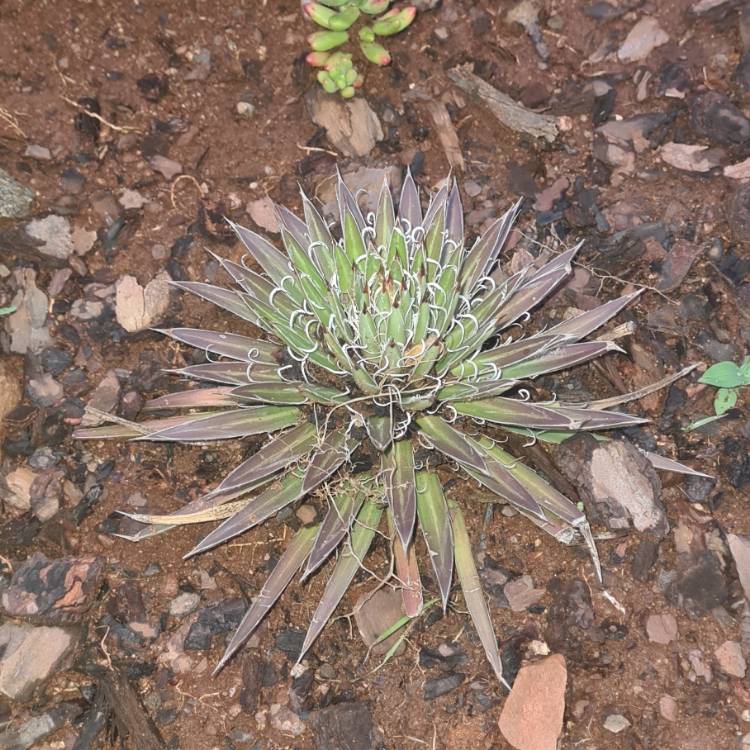 Plant image Agave Filifera