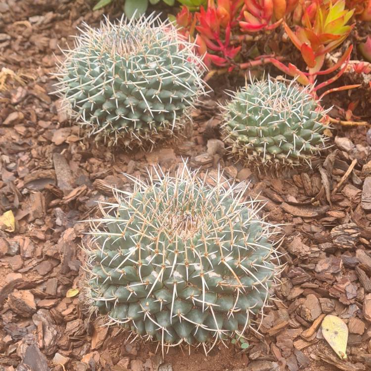 Plant image Mammillaria Magnimamma