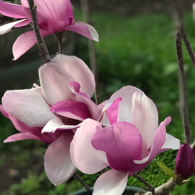 Plant image Magnolia x soulangeana 'Alexandrina'