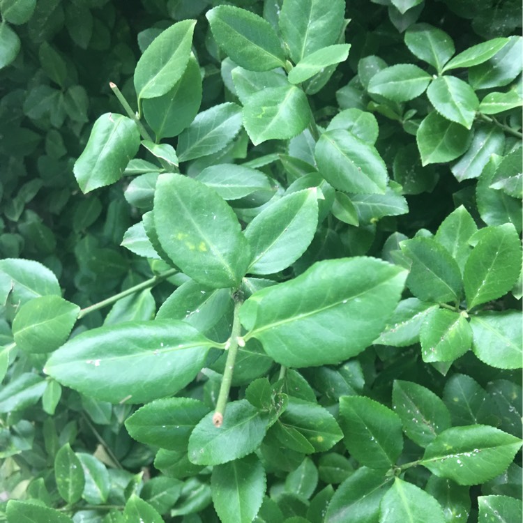 Plant image Euonymus Fortunei 'Emerald Gaiety'