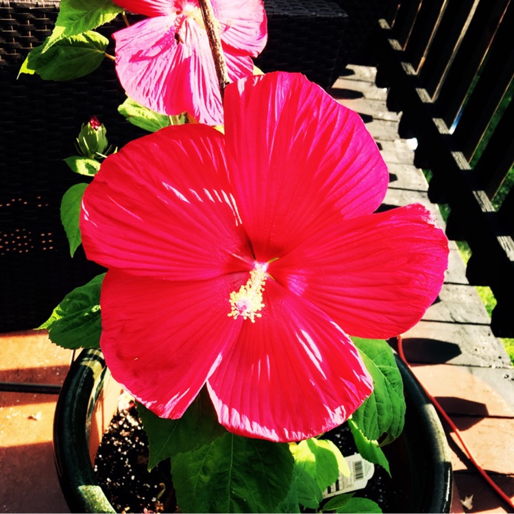 Plant image Hibiscus moscheutos 'Lord Baltimore'