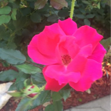 Rose 'Knock Out' (Shrub)