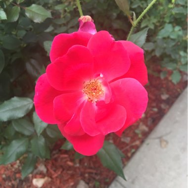 Rose 'Knock Out' (Shrub)