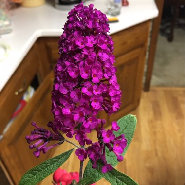 Butterfly Bush 'Harlequin'