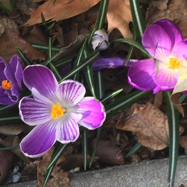 Crocus 'Grand Maitre'