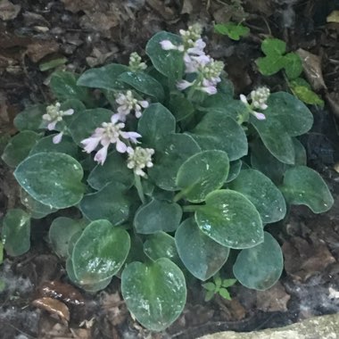 Plantain Lily (Species) Giant Blue Hosta