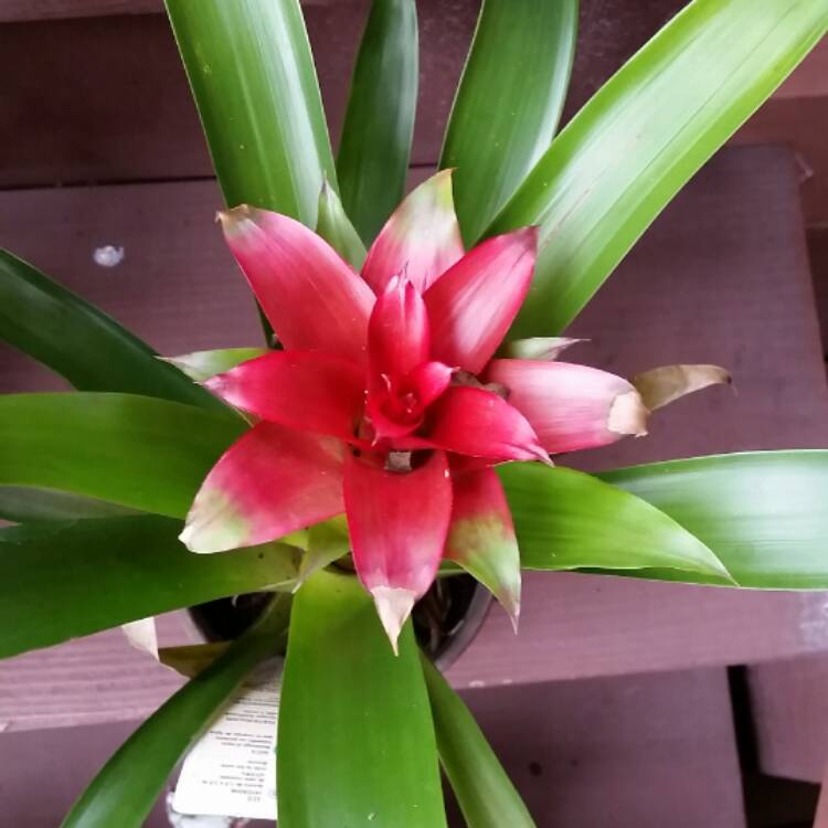 Plant image Aechmea 'Recurvata'