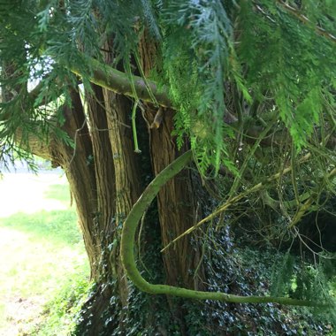 Western Red Cedar 'Forever Goldy'