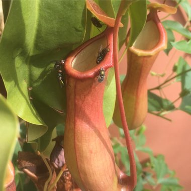 Nepenthes