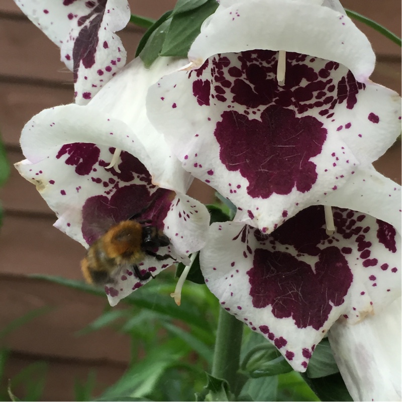 Plant image Digitalis purpurea 'Giant Spotted'