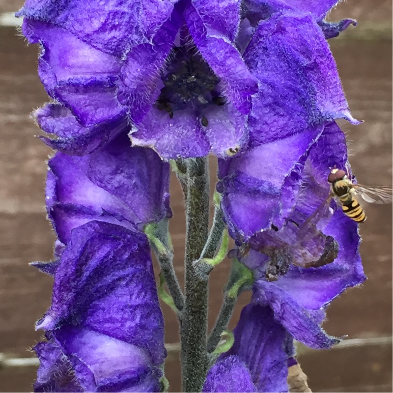 Plant image Aconitum carmichaelii 'Barkers Variety'