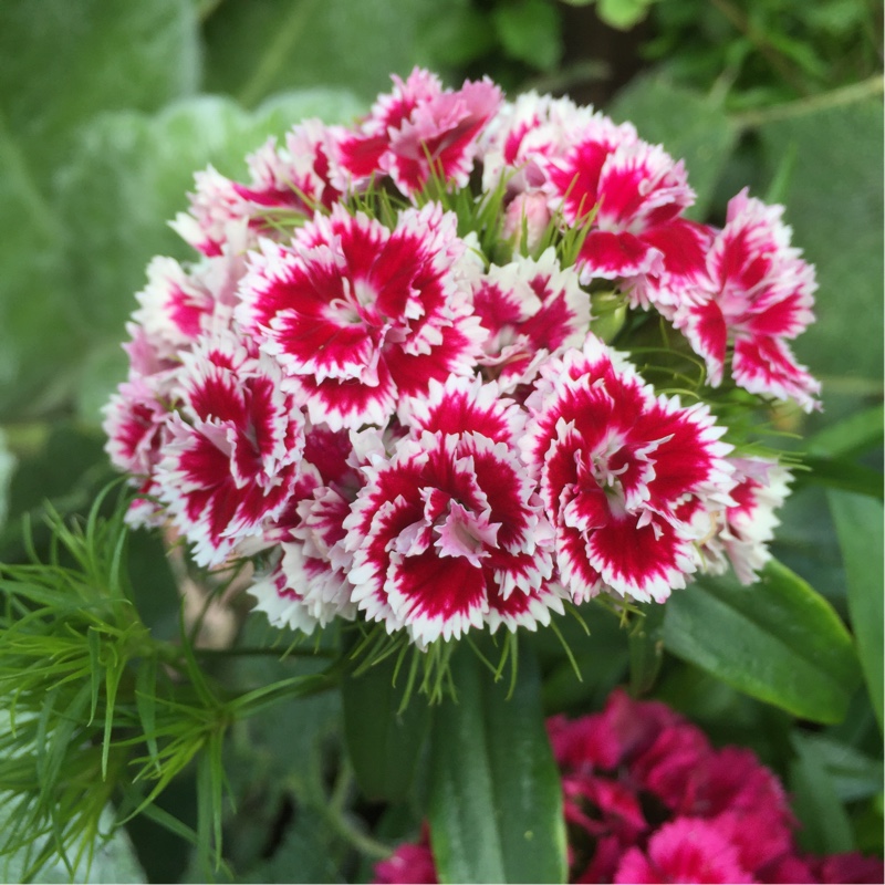 Plant image Dianthus barbatus 'Persian Carpet'