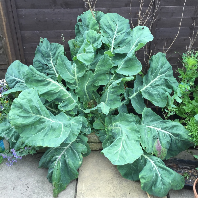 Plant image Brassica oleracea (Botrytis Group) 'All The Year Round'