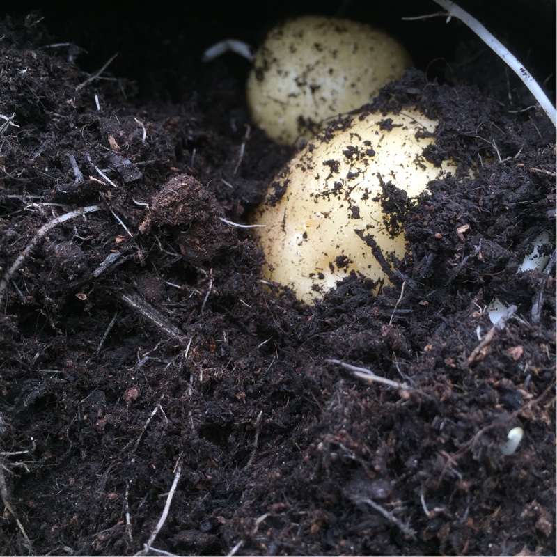 Plant image Solanum tuberosum 'Swift'