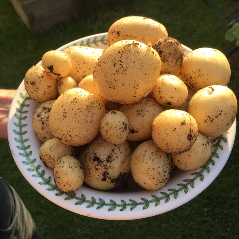 Plant image Solanum tuberosum 'Swift'