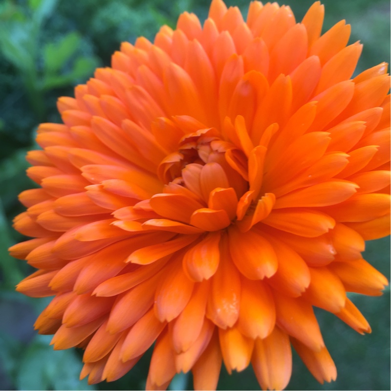 Plant image Calendula officinalis 'Orange King'