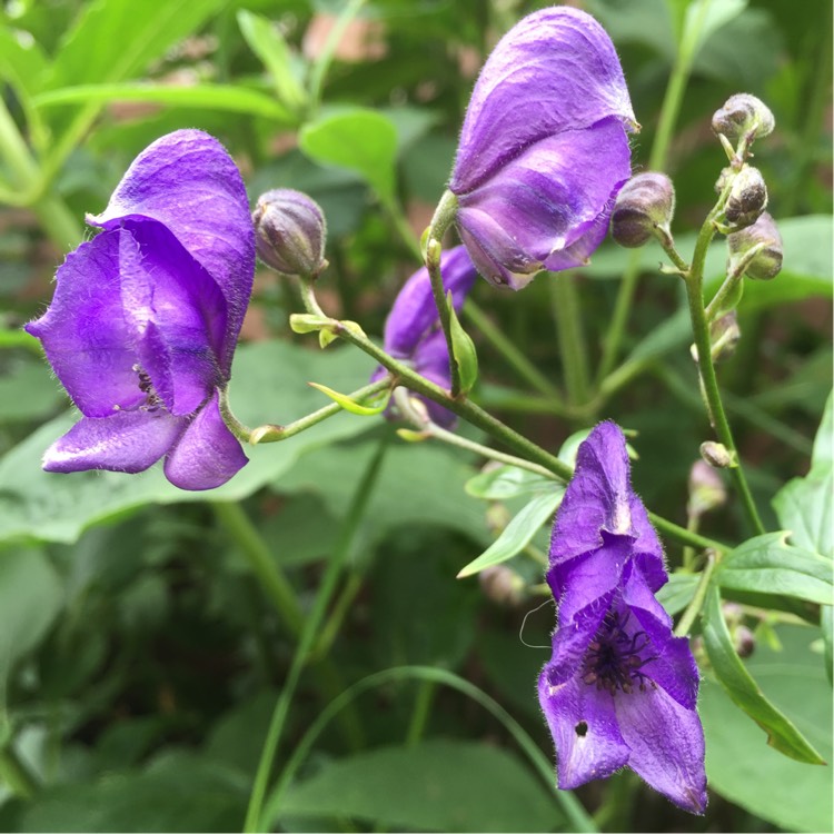 Plant image Aconitum carmichaelii 'Barkers Variety'