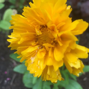 Plant image Coreopsis grandiflora 'Golden Joy'