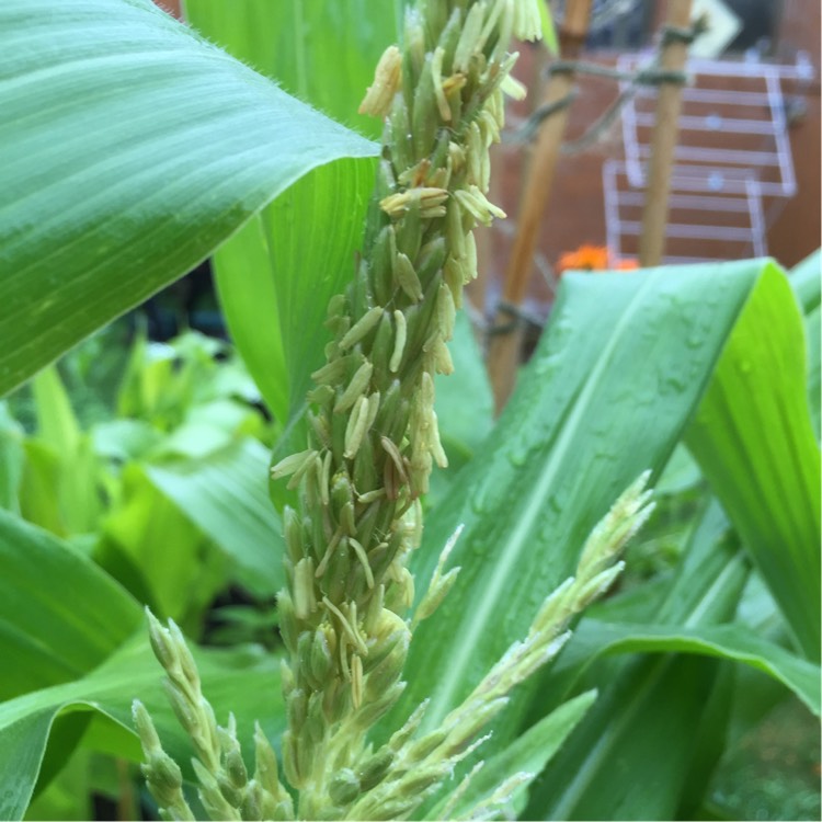 Plant image Zea mays var. saccharata 'Swift'