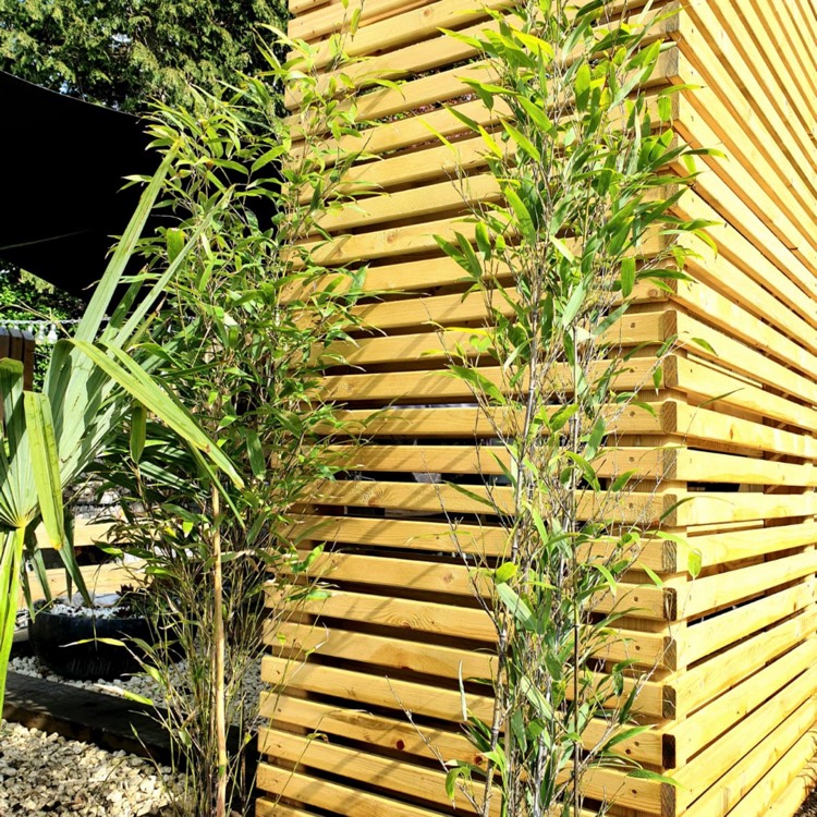 Plant image Phyllostachys nigra