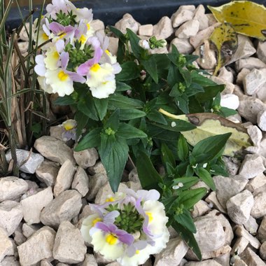 Nemesia 'Easter Bonnet'