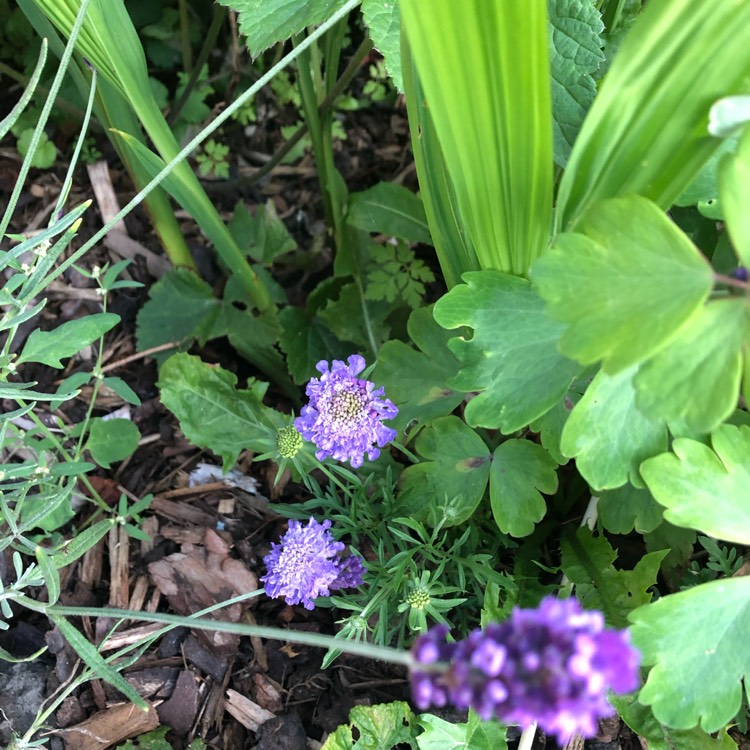 Plant image Scabiosa 'Blue Jeans'