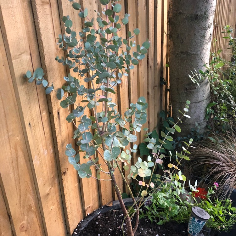 Plant image Eucalyptus gunnii 'Cagire' syn. Eucalyptus gunnii 'Azura'