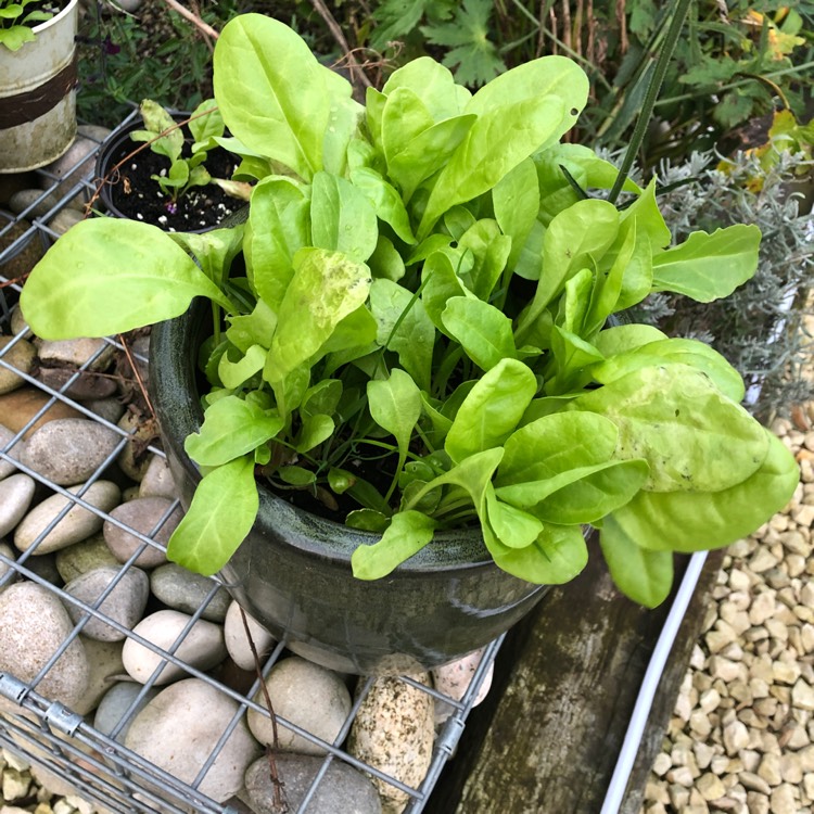 Plant image Beta Vulgaris var Cicla