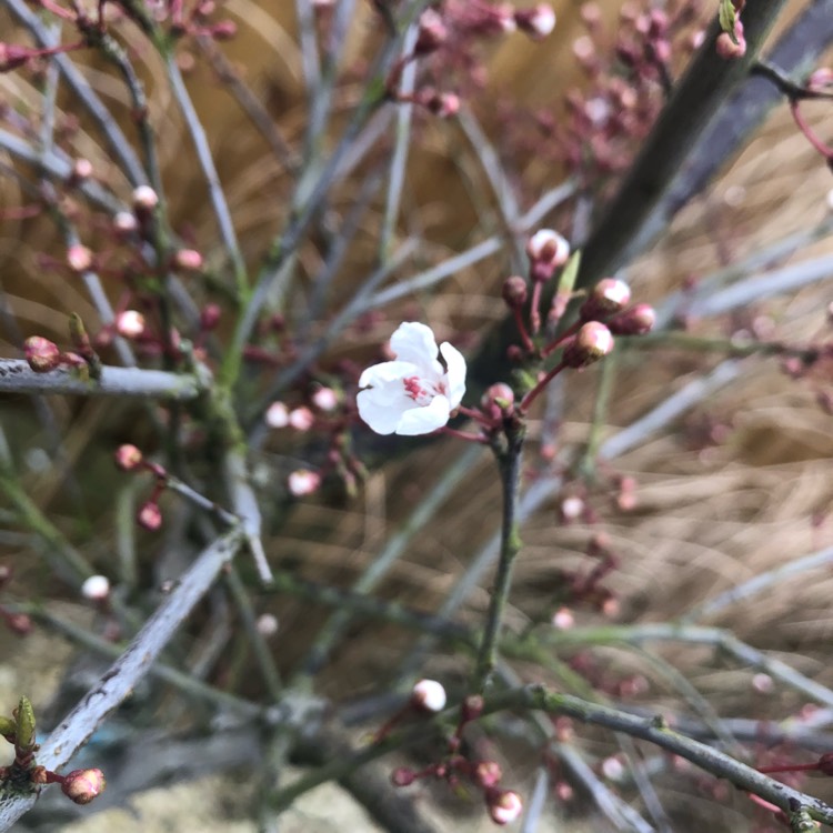 Plant image Prunus cerasifera 'Hessei'