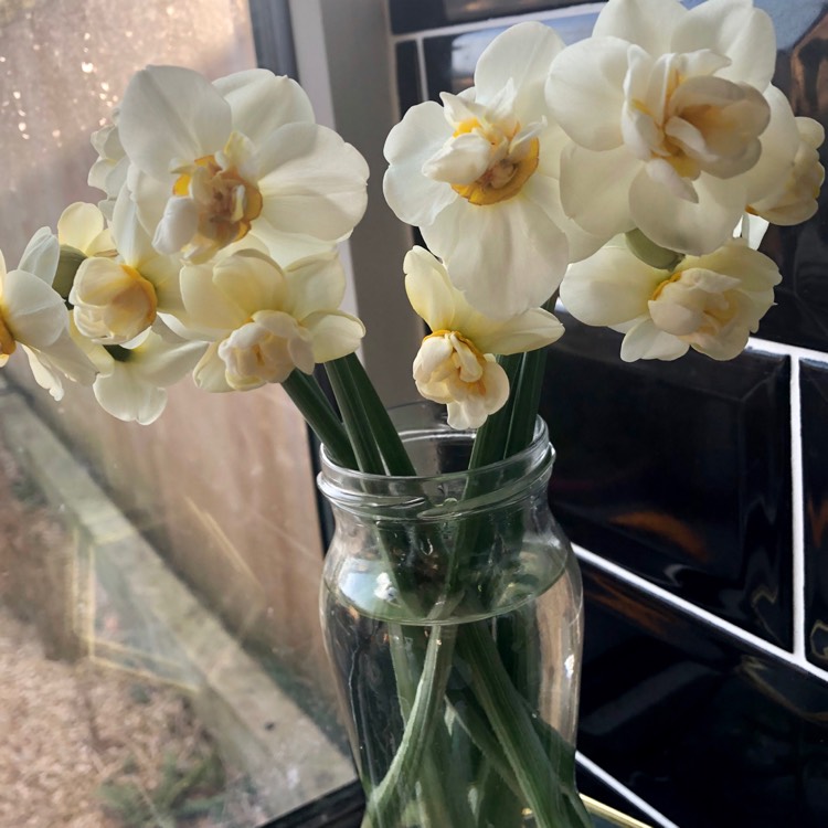 Plant image Narcissus 'Yellow Cheerfulness' syn. Narcissus 'Ruth Fox'