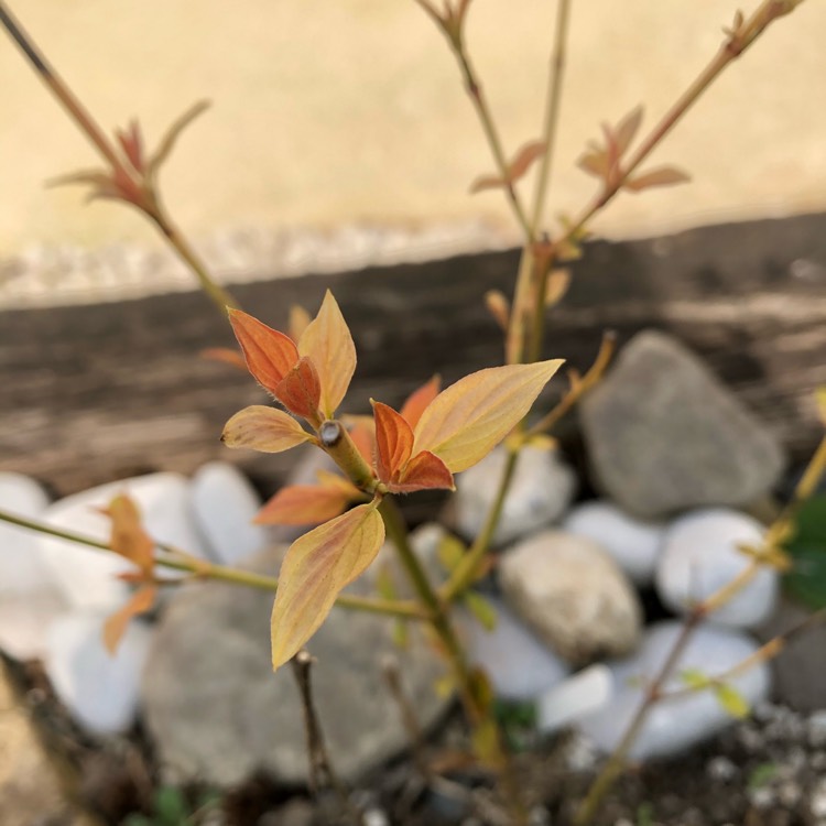 Plant image Cornus sanguinea 'Midwinter Fire'